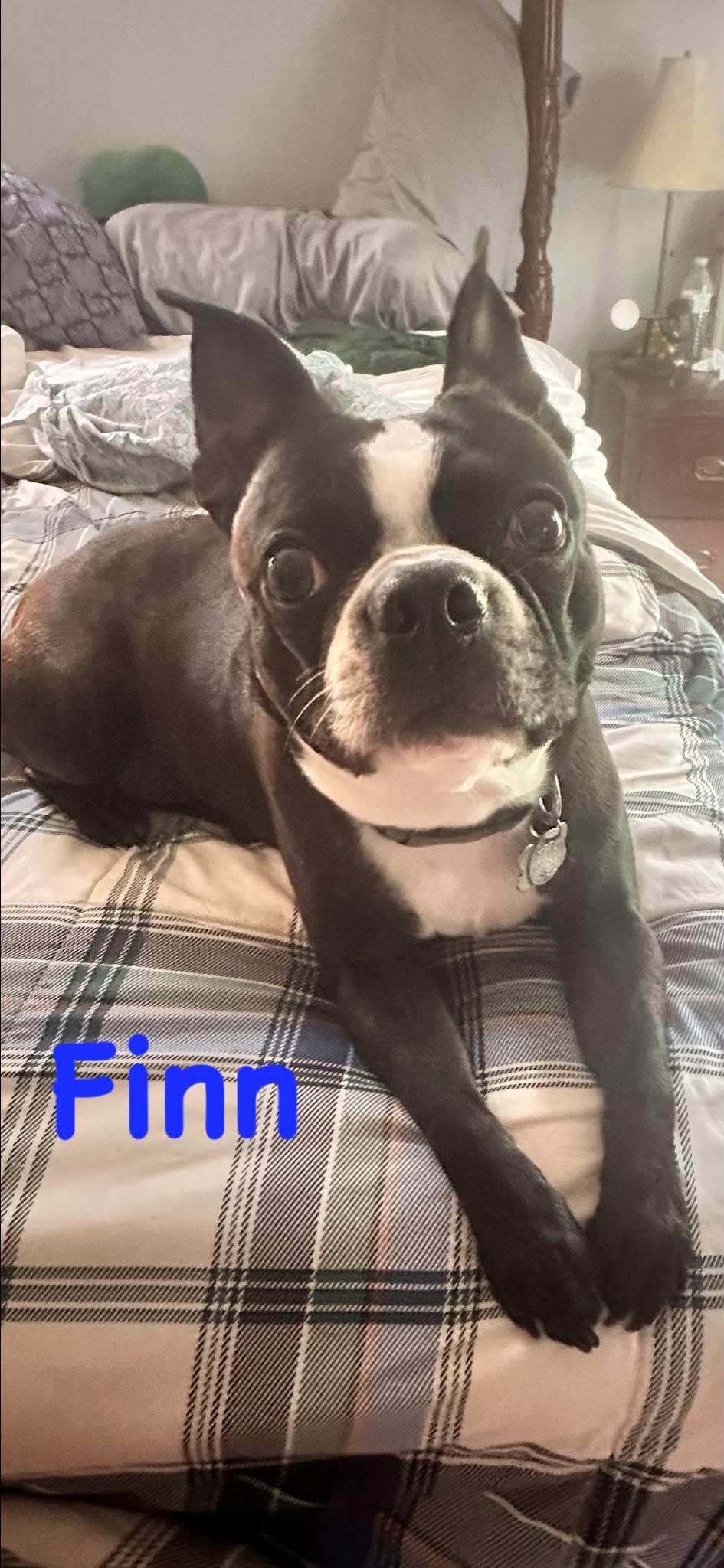 Enlarge Nola of Nola and Finn, a Adoptable English Bulldog in Lewis Center, OH image 2/3