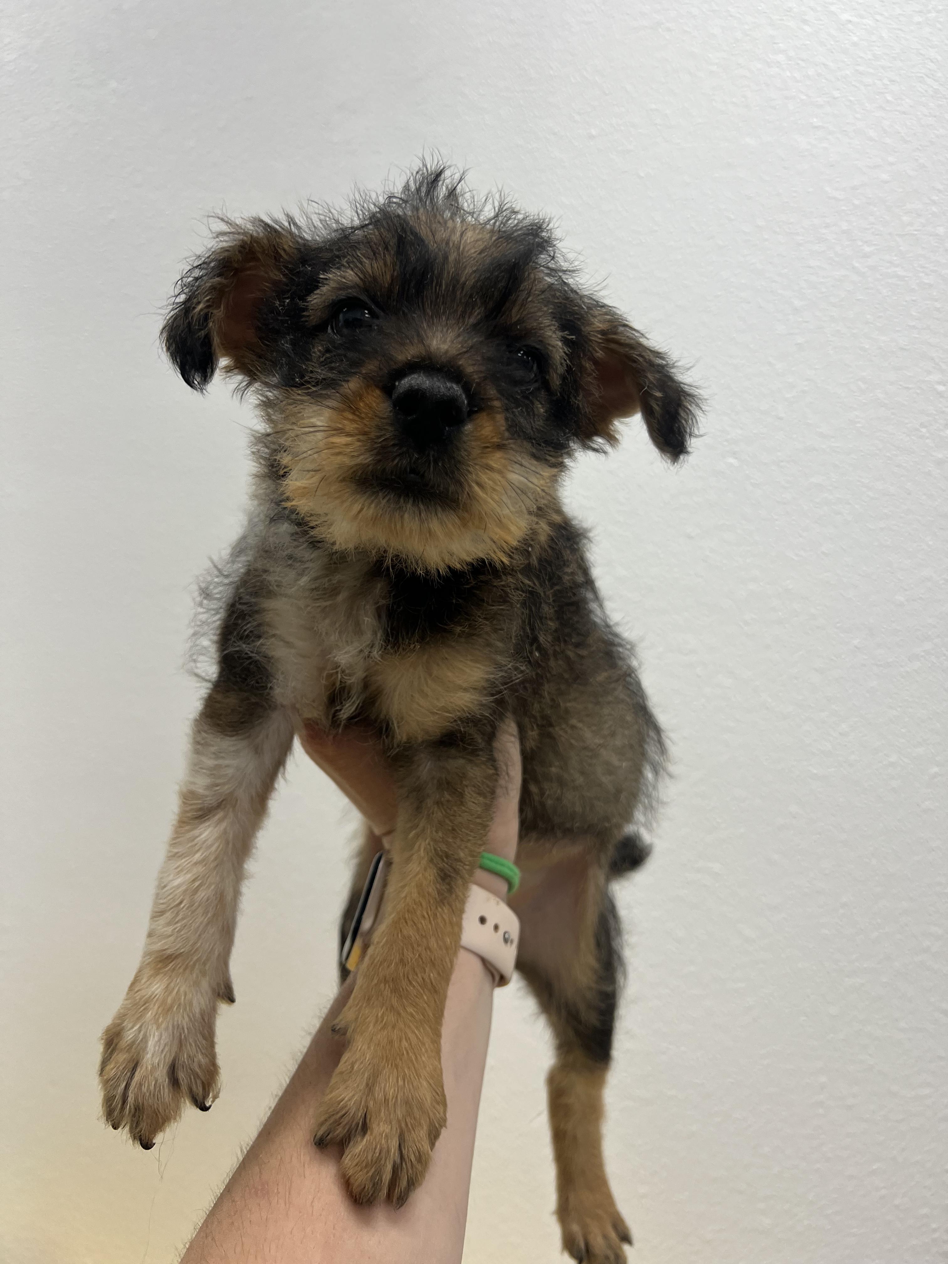 Enlarge Dandelion, a Adoptable mixed breed in Fort Collins, CO image 1/4