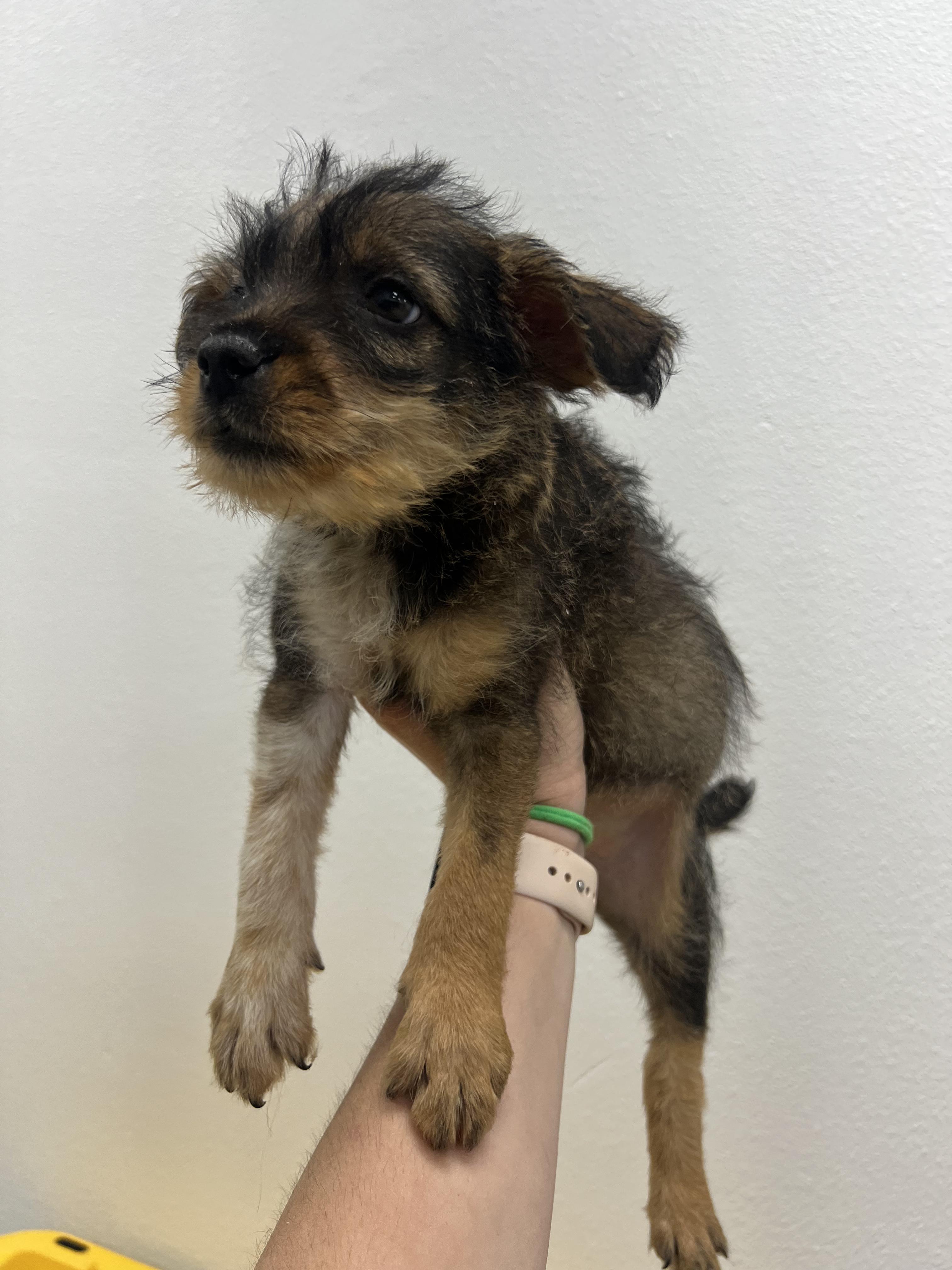 Enlarge Dandelion, a Adoptable mixed breed in Fort Collins, CO image 4/4