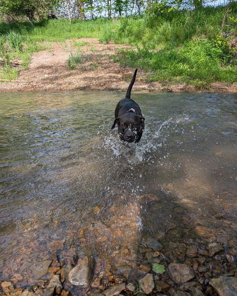 Enlarge Pixie, a Adopted Pit Bull Terrier in Merriam, KS image 1/3