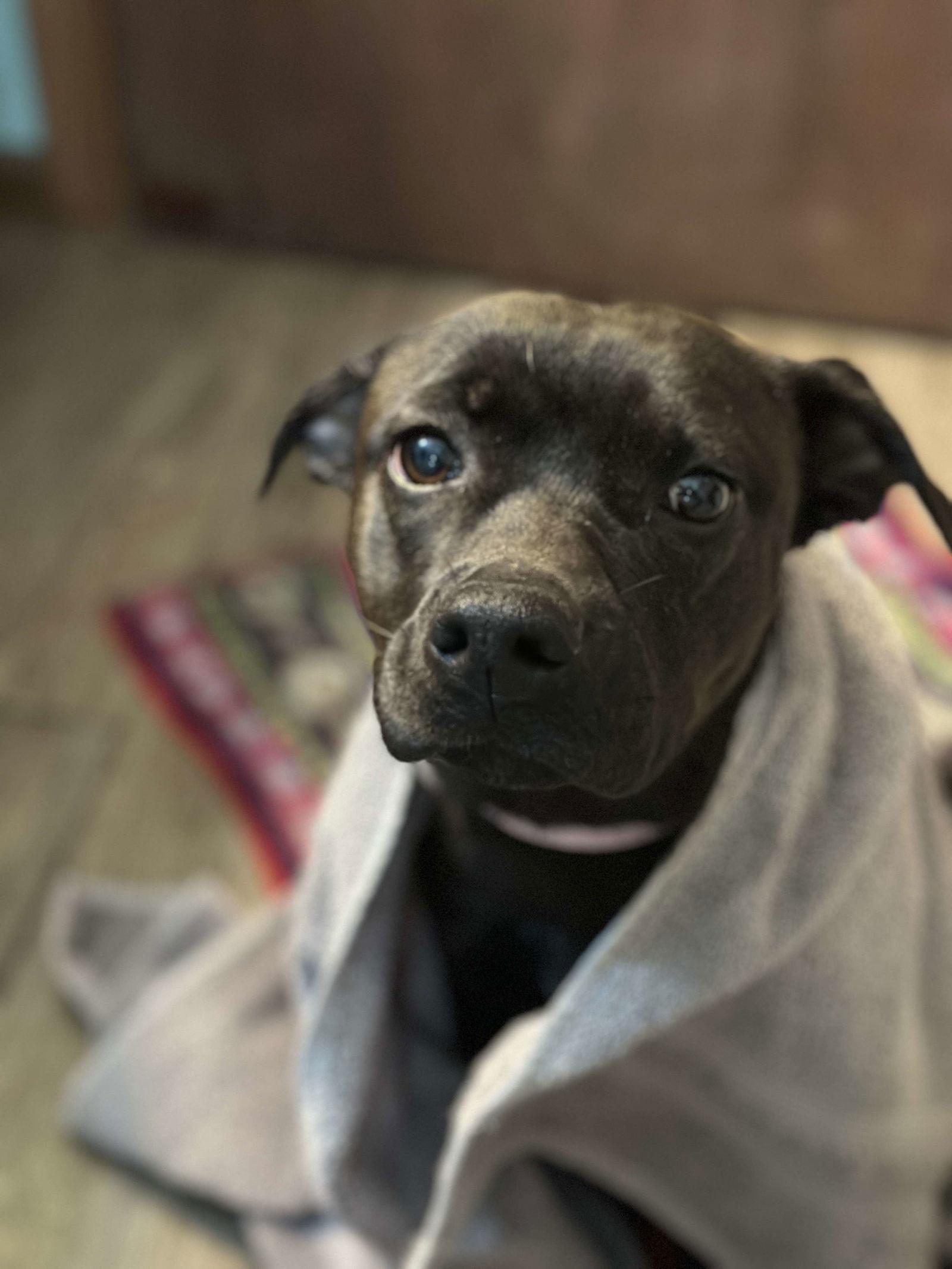 Enlarge Pixie, a Adopted Pit Bull Terrier in Merriam, KS image 2/3