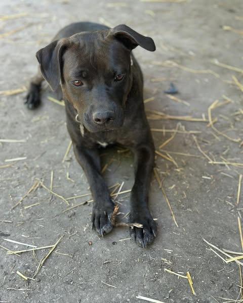 Enlarge Pixie, a Adopted Pit Bull Terrier in Merriam, KS image 3/3