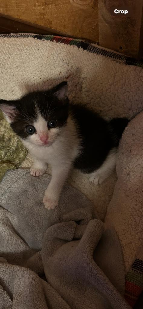 Enlarge Sophie, a Adoptable mixed breed in Athens, OH image 1/1