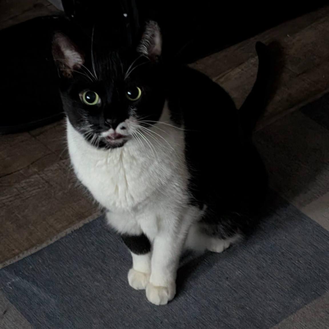 Enlarge Magic - A Gentle, Chatty Sweetheart! , a ADOPTABLE Tuxedo in Hamilton, ON image 2/3