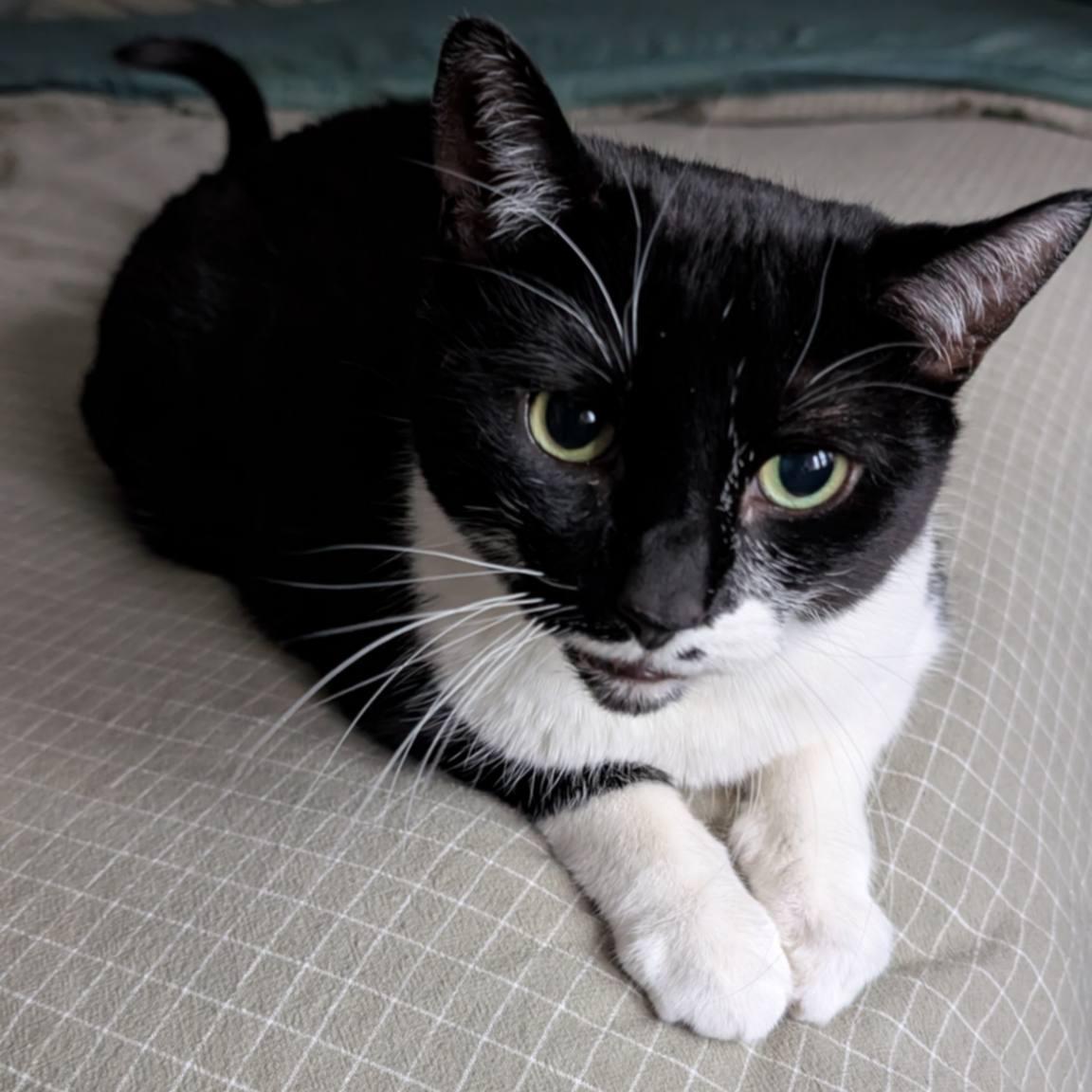 Magic - A Gentle, Chatty Sweetheart! , ADOPTABLE, Adult Male Tuxedo.