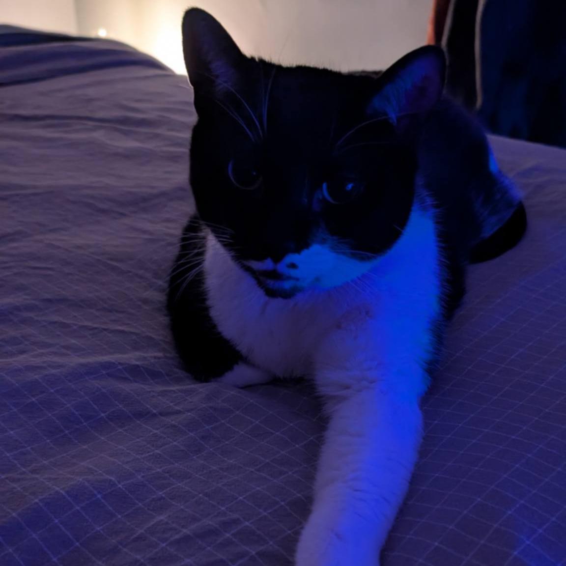 Enlarge Magic - A Gentle, Chatty Sweetheart! , a ADOPTABLE Tuxedo in Hamilton, ON image 3/3