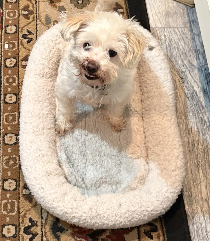 Enlarge Dolly ADOPTION PENDING, a Adoptable Poodle in Osteen, FL image 1/3