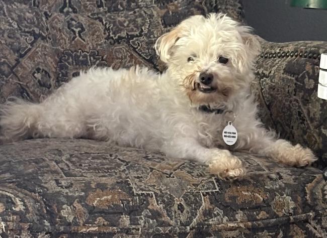 Enlarge Dolly ADOPTION PENDING, a Adoptable Poodle in Osteen, FL image 2/3