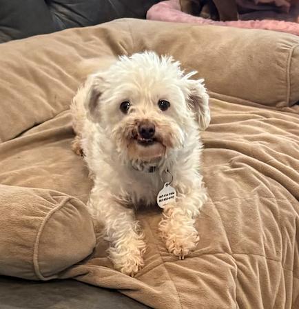 Enlarge Dolly ADOPTION PENDING, a Adoptable Poodle in Osteen, FL image 3/3