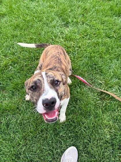 Puma, Adoptable, Young Male Mastiff & Mixed Breed.