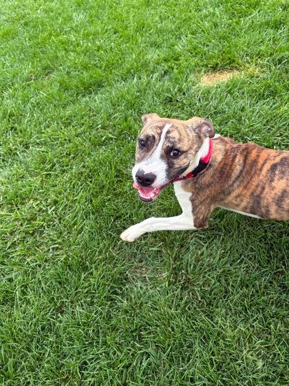 Puma, a Adoptable mixed breed in Scottsbluff, NE image 2/2