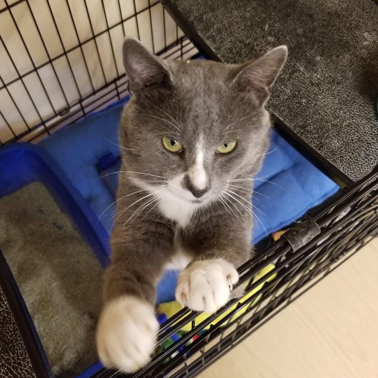 Simba, a ADOPTABLE mixed breed in Montour Falls, NY image 3/6