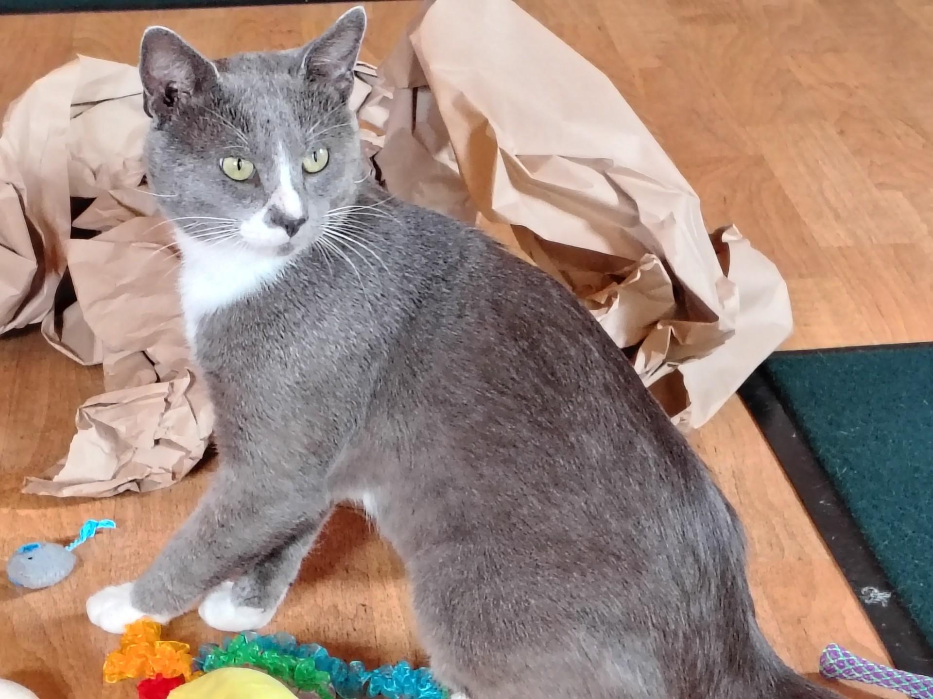 Simba, ADOPTABLE, Young Male Russian Blue & Domestic Short Hair.