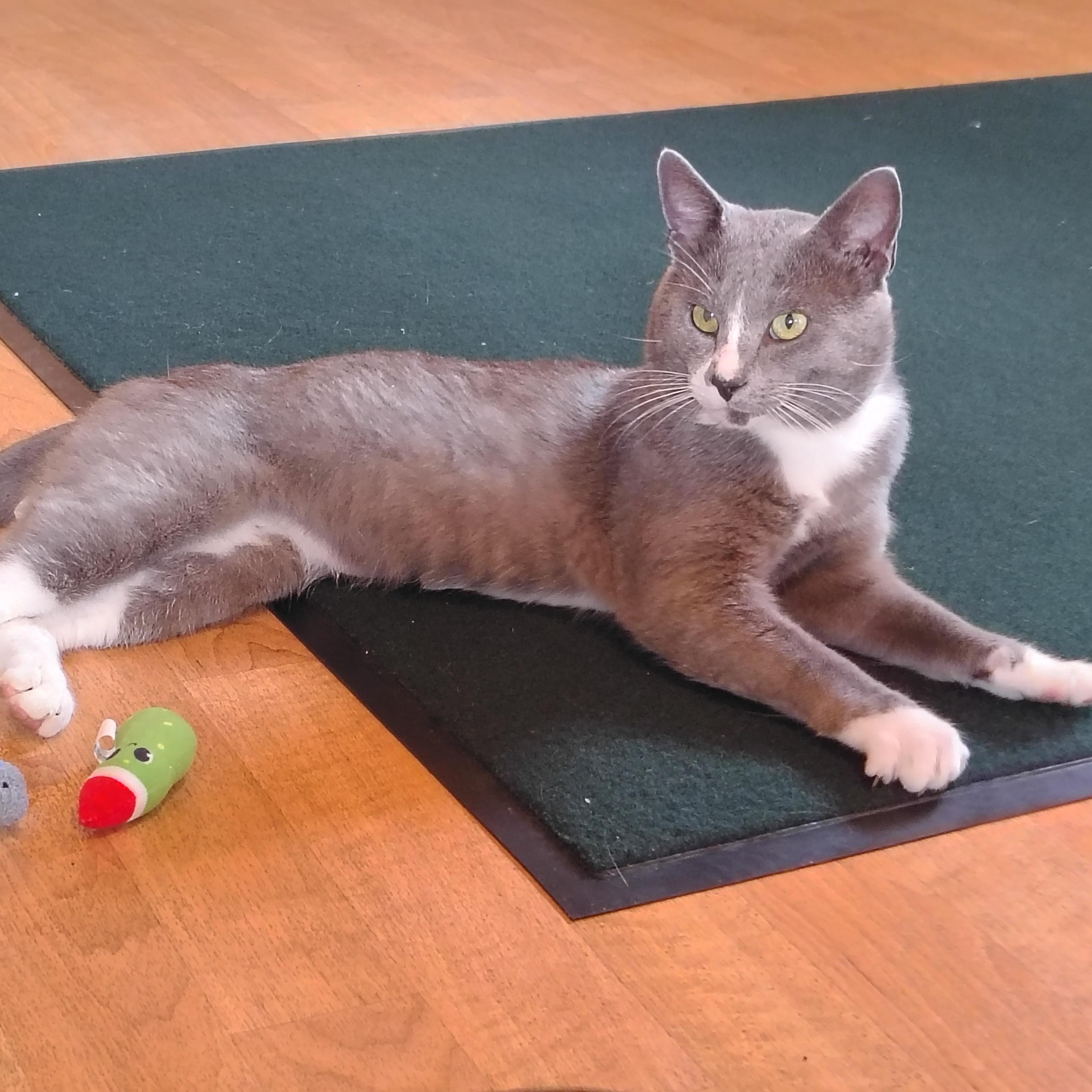 Simba, a ADOPTABLE mixed breed in Montour Falls, NY image 2/6
