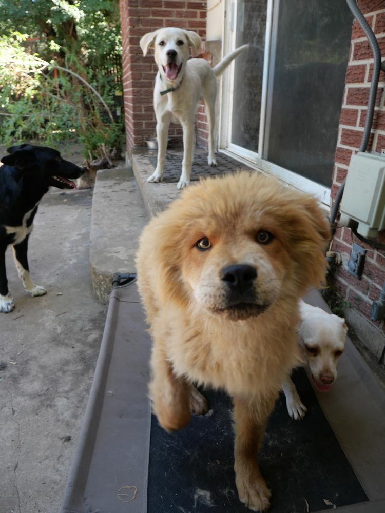 Enlarge Rex, a Adoptable mixed breed in Boulder, CO image 1/5