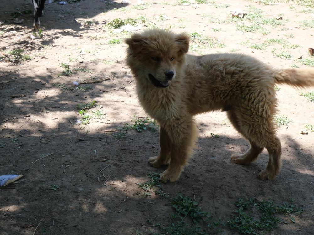 Rex, a Adoptable mixed breed in Boulder, CO image 3/6