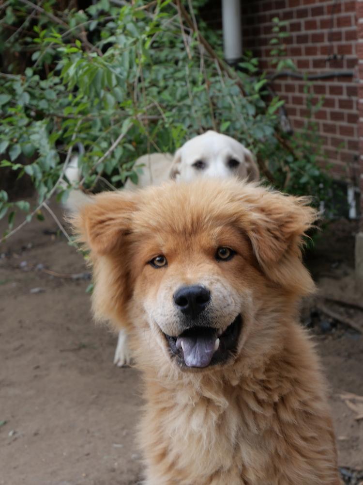 Rex, a Adoptable mixed breed in Boulder, CO image 1/6