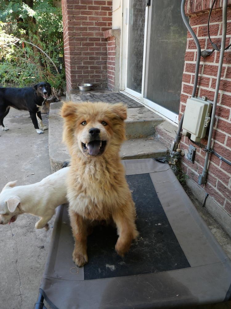 Rex, a Adoptable mixed breed in Boulder, CO image 5/6