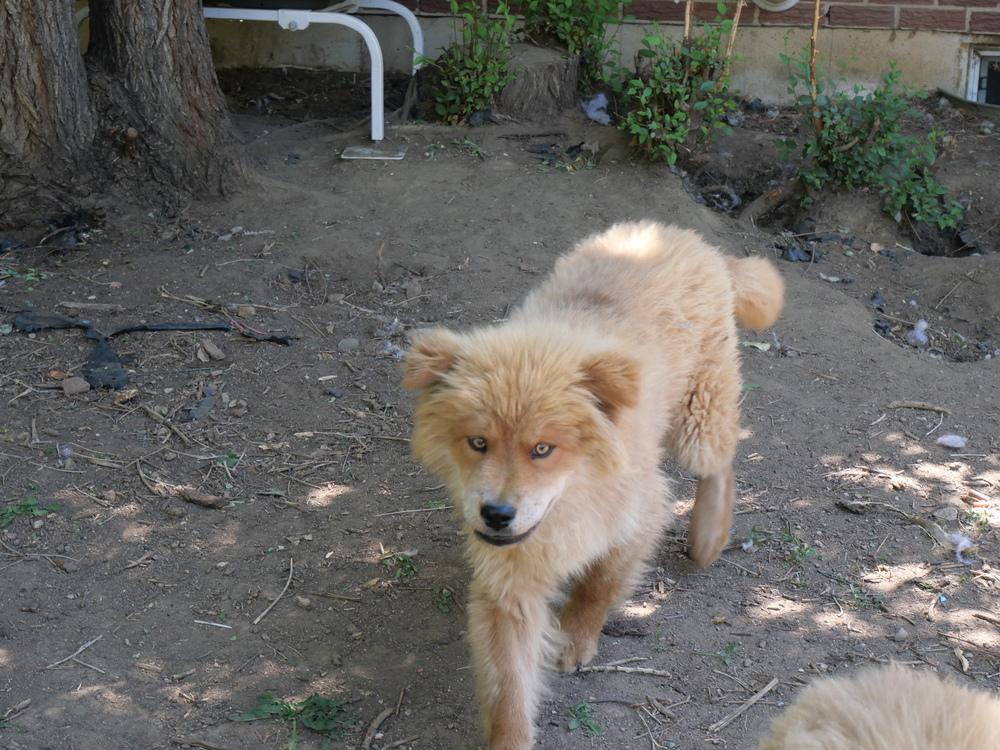 Enlarge Rex, a Adoptable mixed breed in Boulder, CO image 5/5