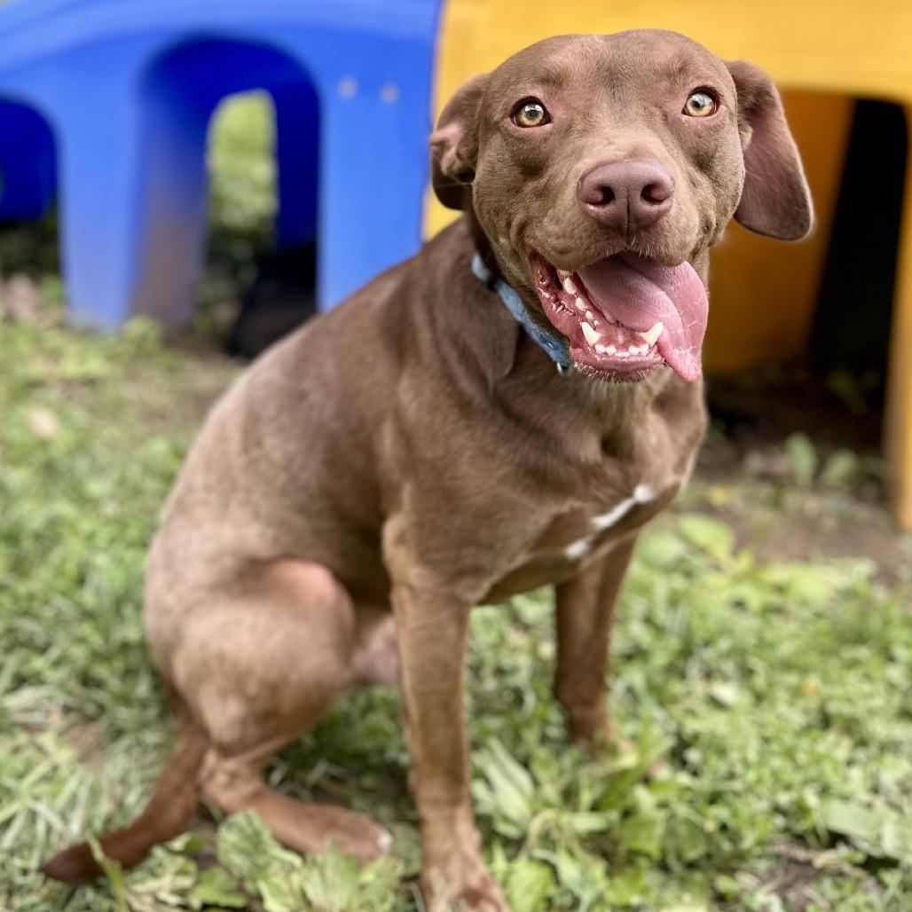 Enlarge Amarillo, a Adoptable Mixed Breed in Warrensburg, MO image 1/4