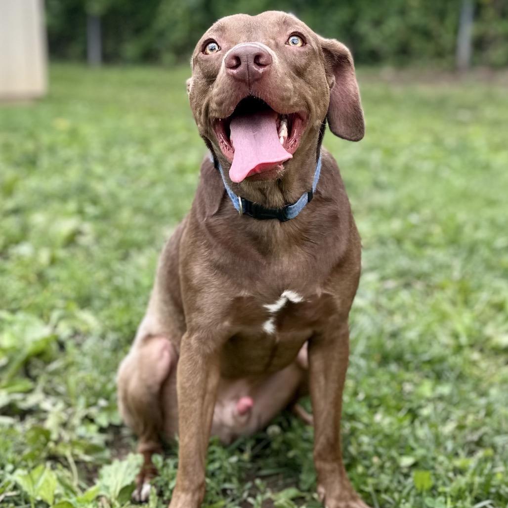 Enlarge Amarillo, a Adoptable Mixed Breed in Warrensburg, MO image 2/4