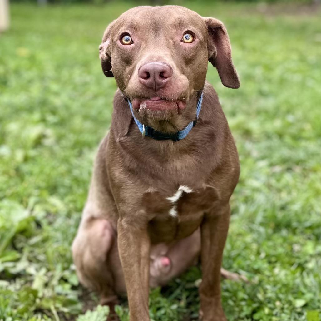 Enlarge Amarillo, a Adoptable Mixed Breed in Warrensburg, MO image 3/4
