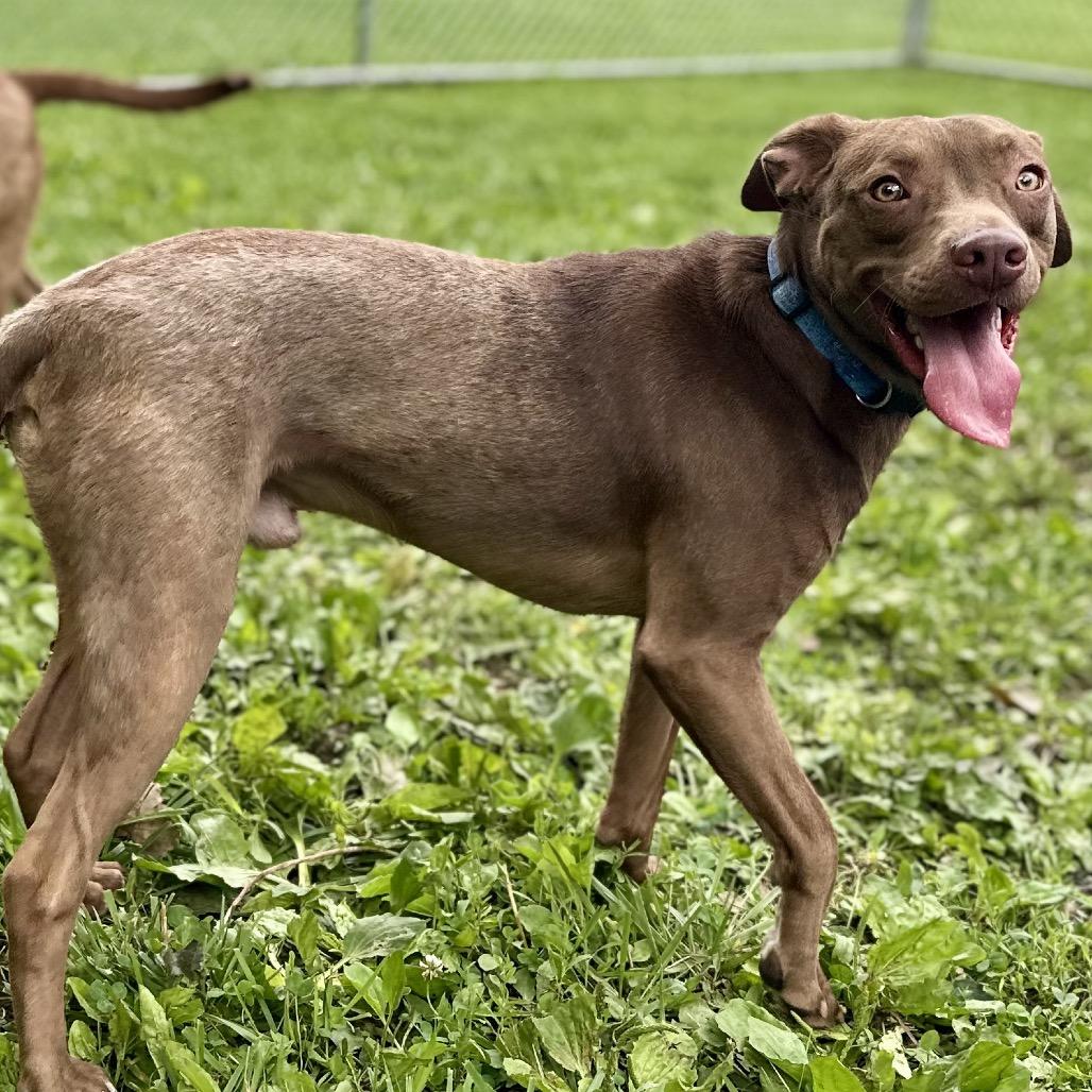 Enlarge Amarillo, a Adoptable Mixed Breed in Warrensburg, MO image 4/4