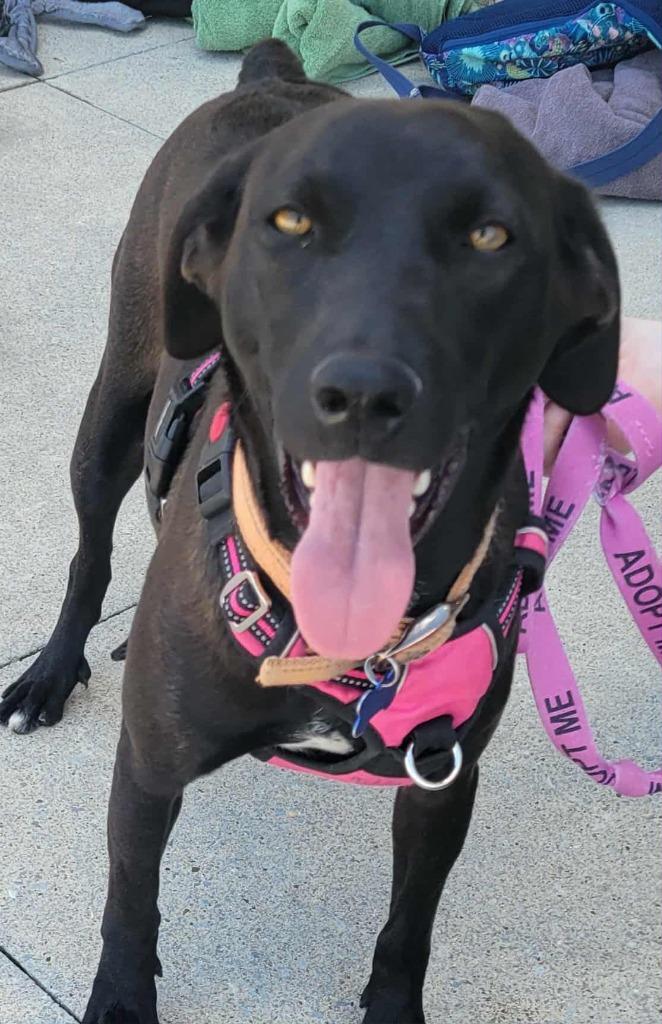 Enlarge Missy, a Adoptable mixed breed in Madison, AL image 4/6