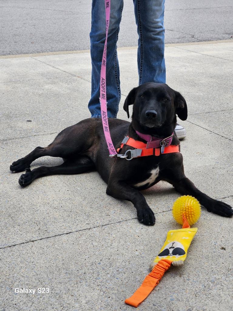 Enlarge Missy, a Adoptable mixed breed in Madison, AL image 5/6