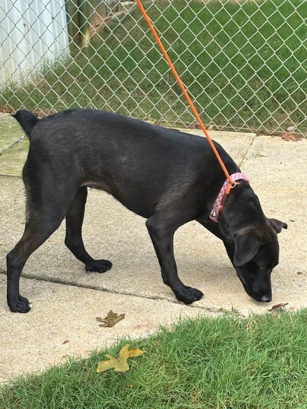 Enlarge Missy, a Adoptable mixed breed in Madison, AL image 5/6