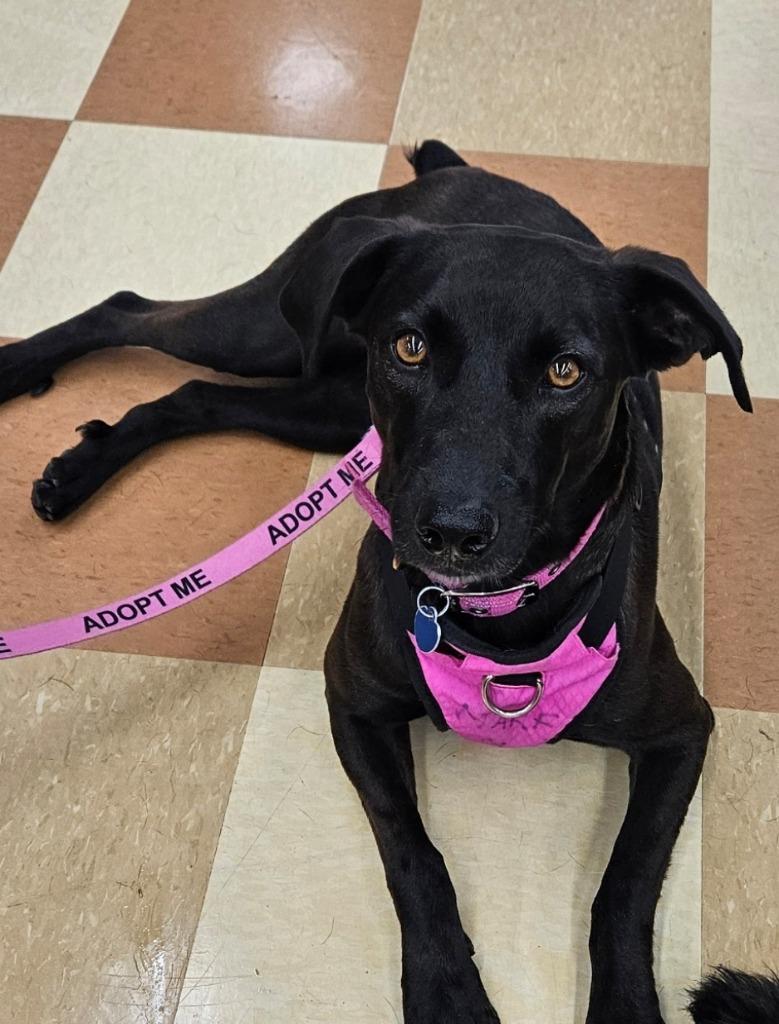Enlarge Missy, a Adoptable mixed breed in Madison, AL image 6/6