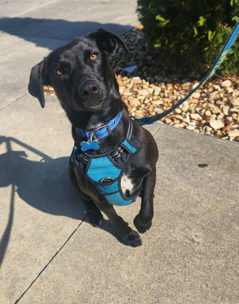 Enlarge Missy, a Adoptable mixed breed in Madison, AL image 6/6