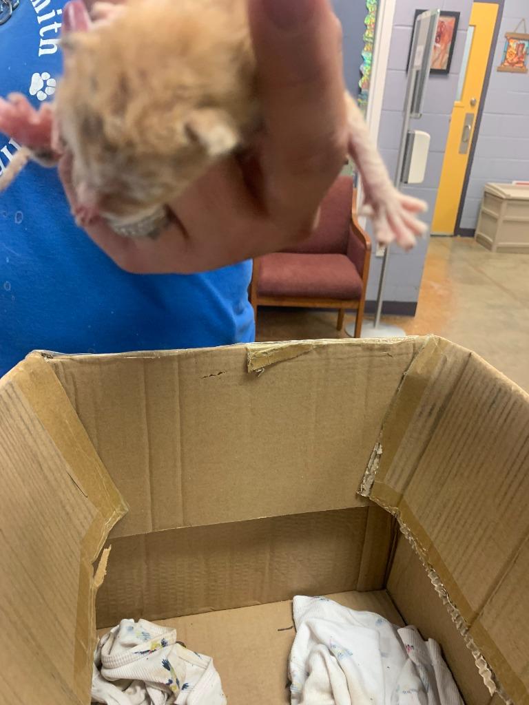 Nate, Adoptable, Kitten Male Domestic Short Hair.