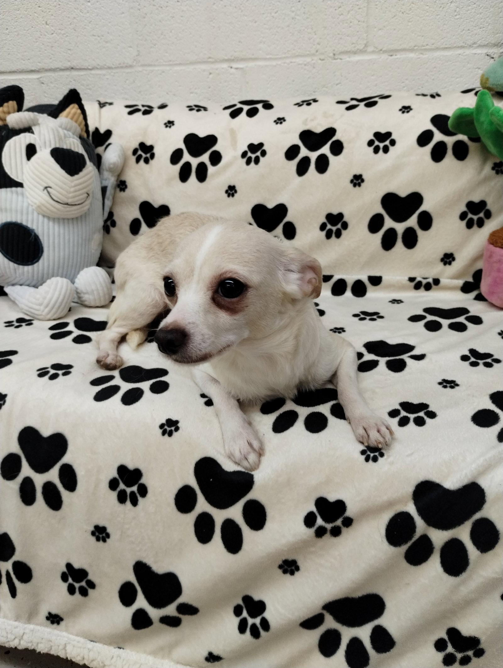 Pinky, Adopted, Adult Female Chihuahua.