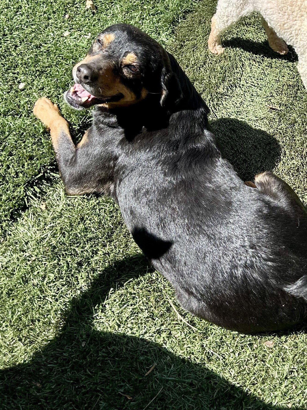 Mel, Adoptable, Adult Female Rottweiler.