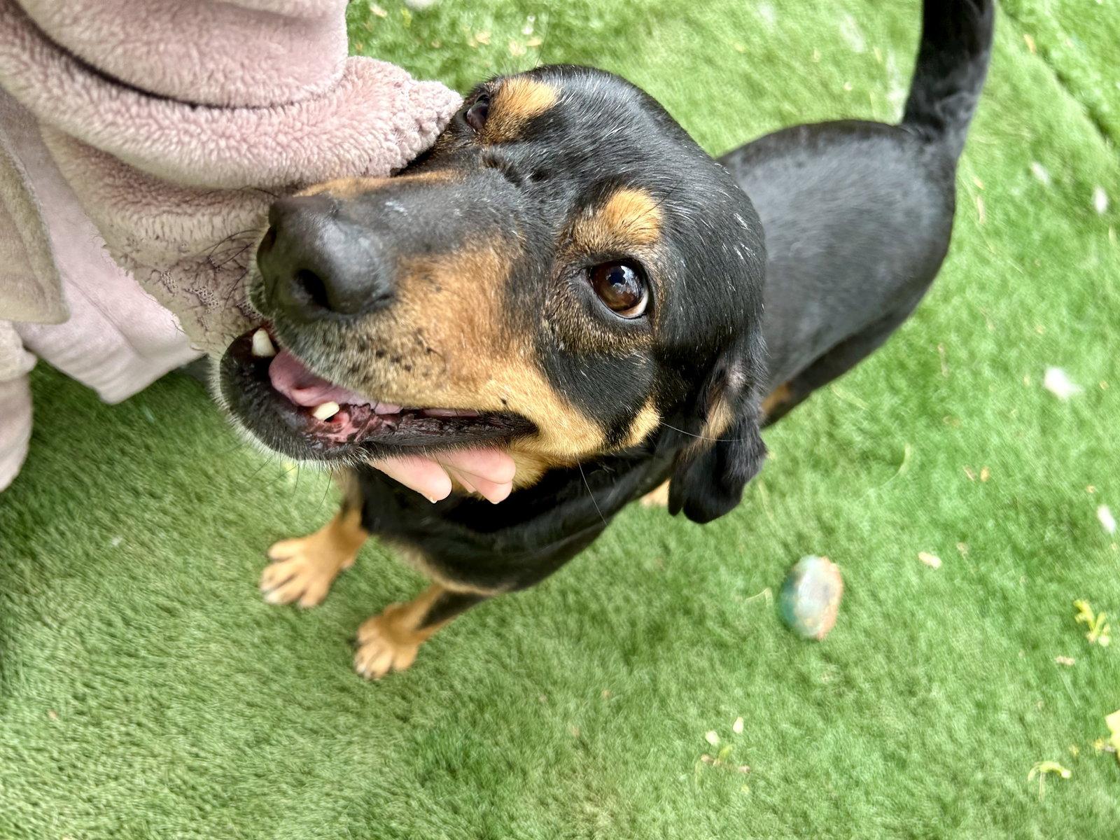 Mel, a Adoptable Rottweiler in Ball Ground, GA image 2/3