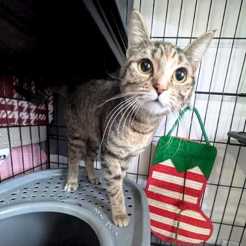 Ione, ADOPTABLE, Kitten Female Tabby.