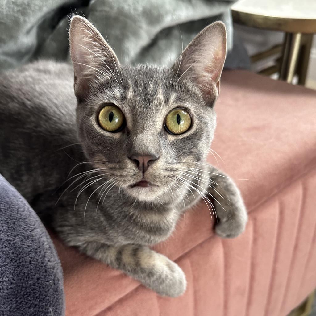 Happy, Adoptable, Young Male Domestic Short Hair.