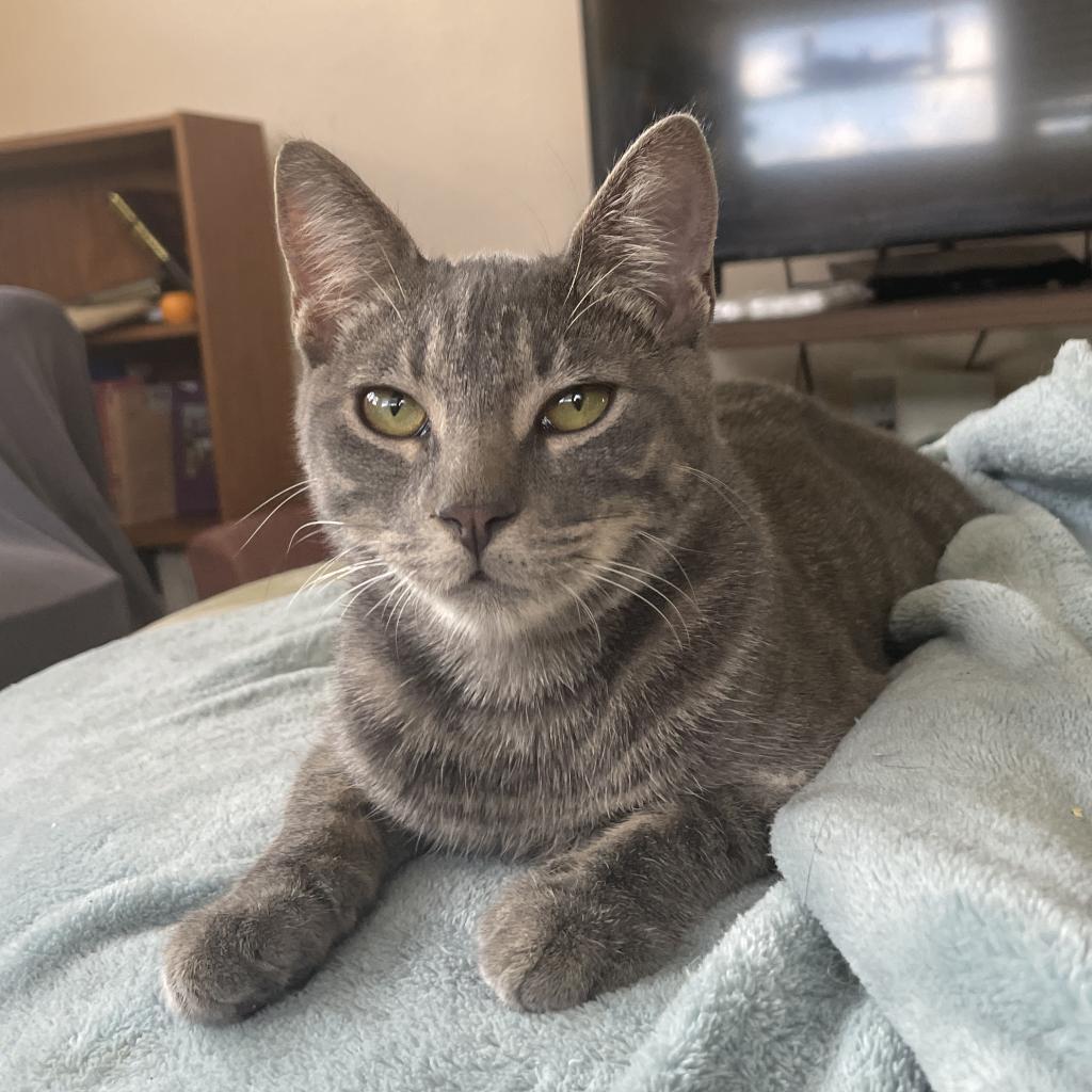 Enlarge Happy, a Adoptable Domestic Short Hair in Fort Wayne, IN image 3/4