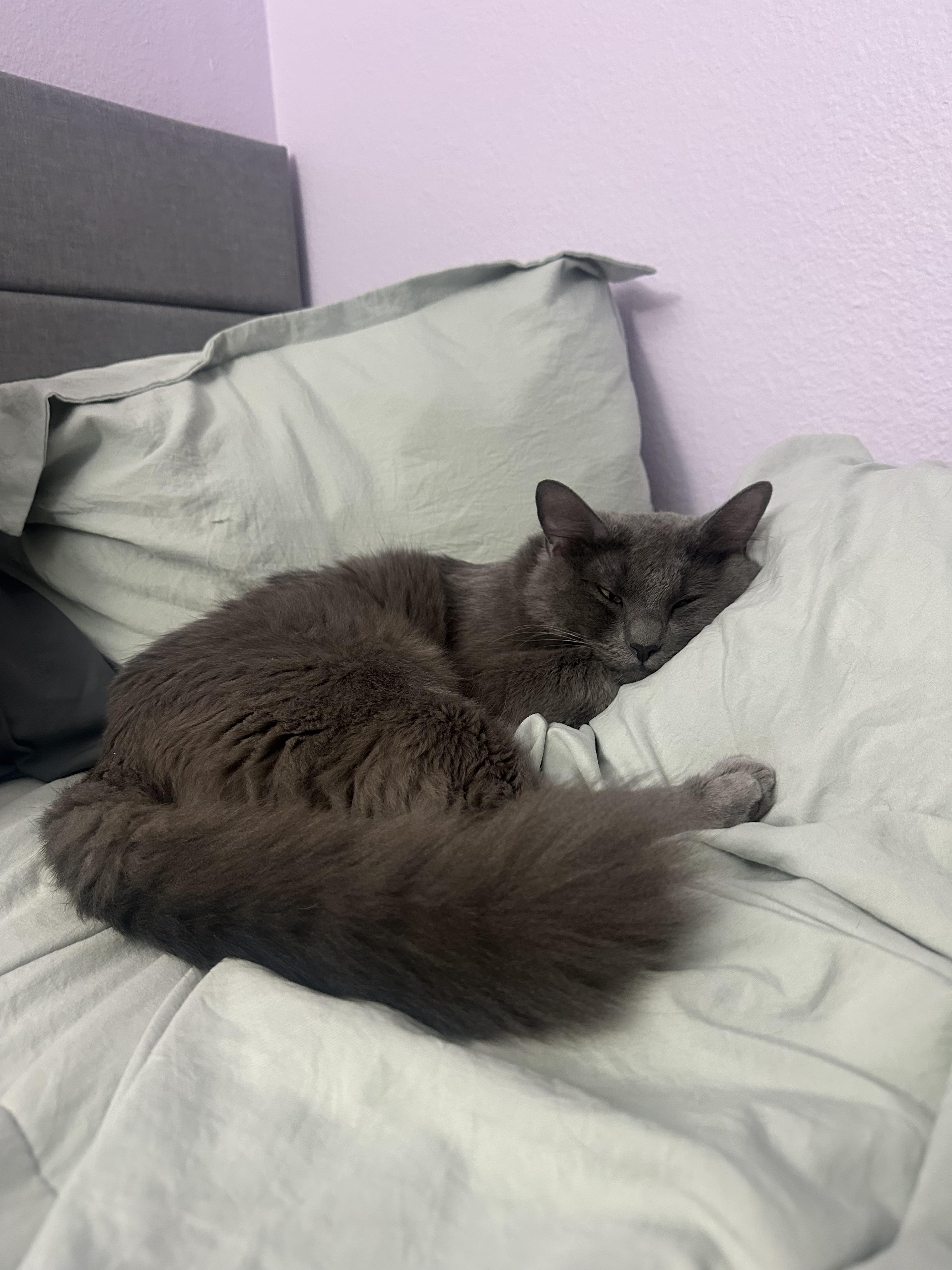 Enlarge Pesto, an adopted Nebelung in San Diego, CA image 3/6