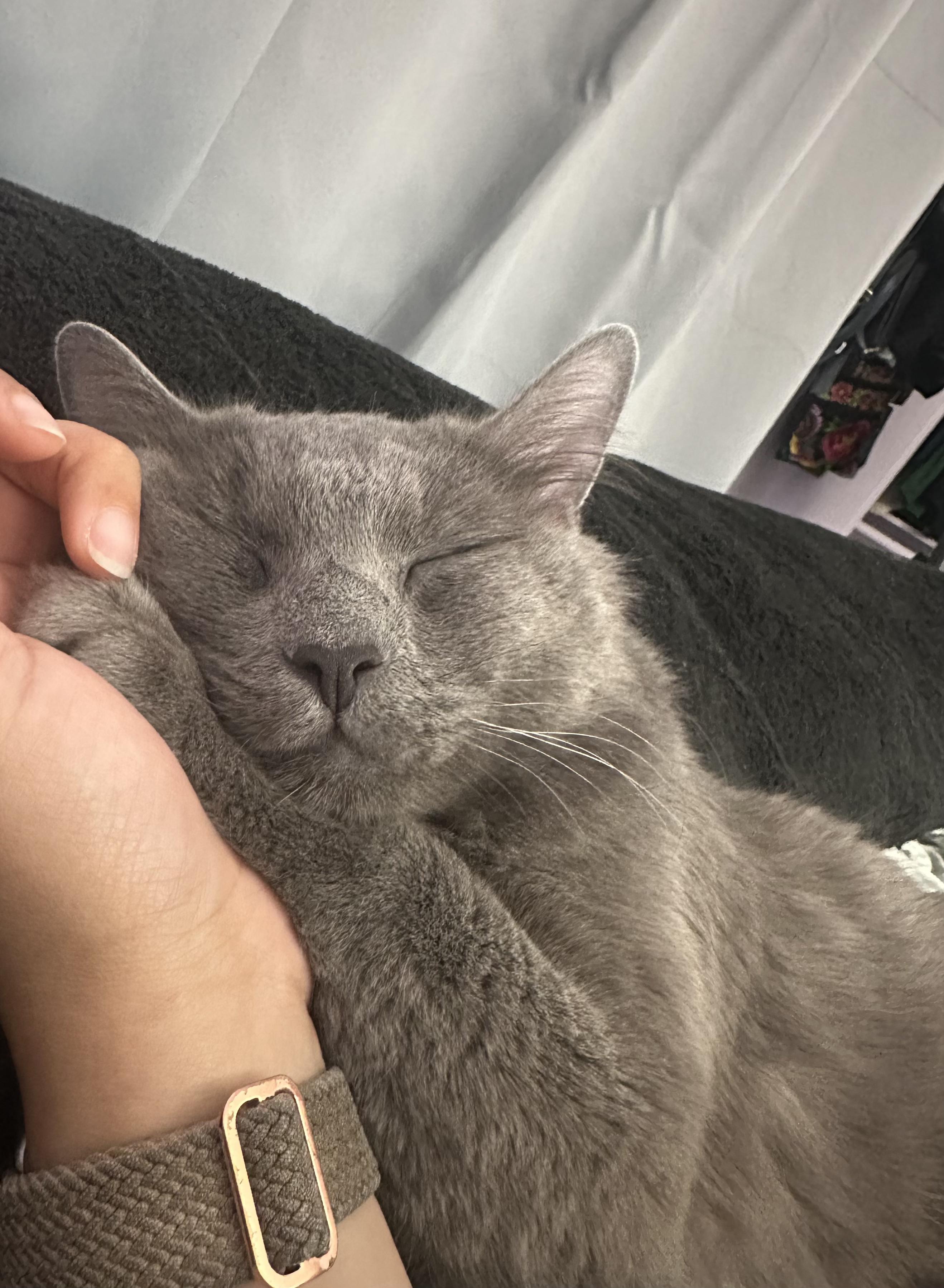 Enlarge Pesto, an adopted Nebelung in San Diego, CA image 2/6