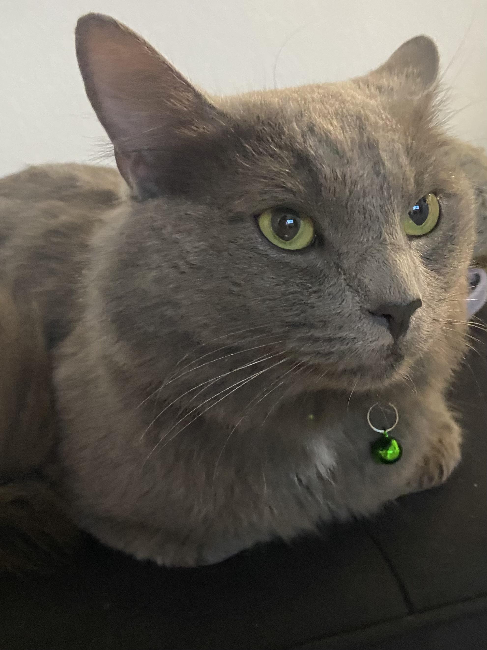Enlarge Pesto, an adopted Nebelung in San Diego, CA image 6/6
