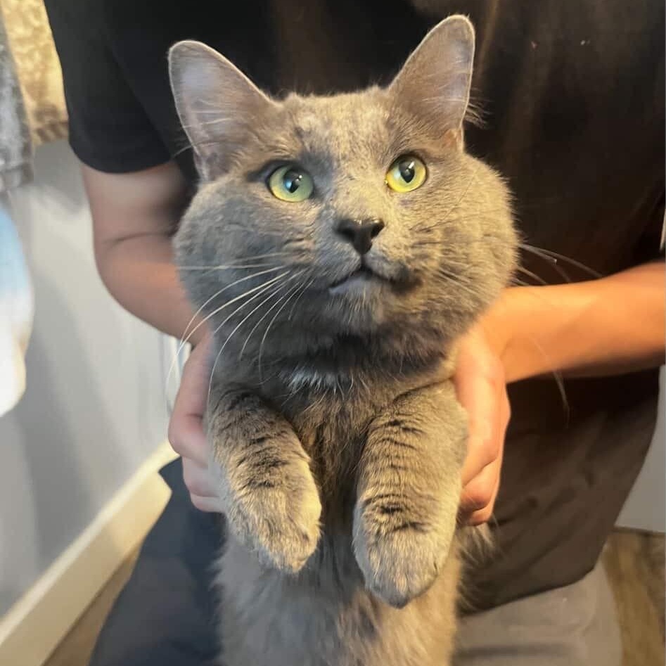 Enlarge Pesto, an adopted Nebelung in San Diego, CA image 1/6
