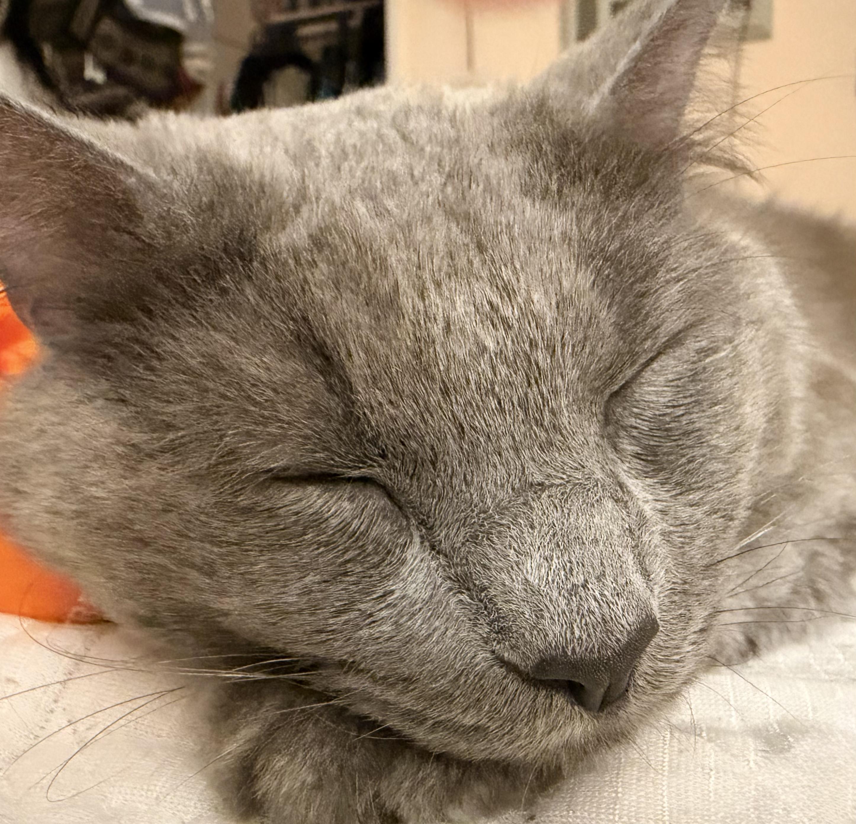 Enlarge Pesto, an adopted Nebelung in San Diego, CA image 4/6