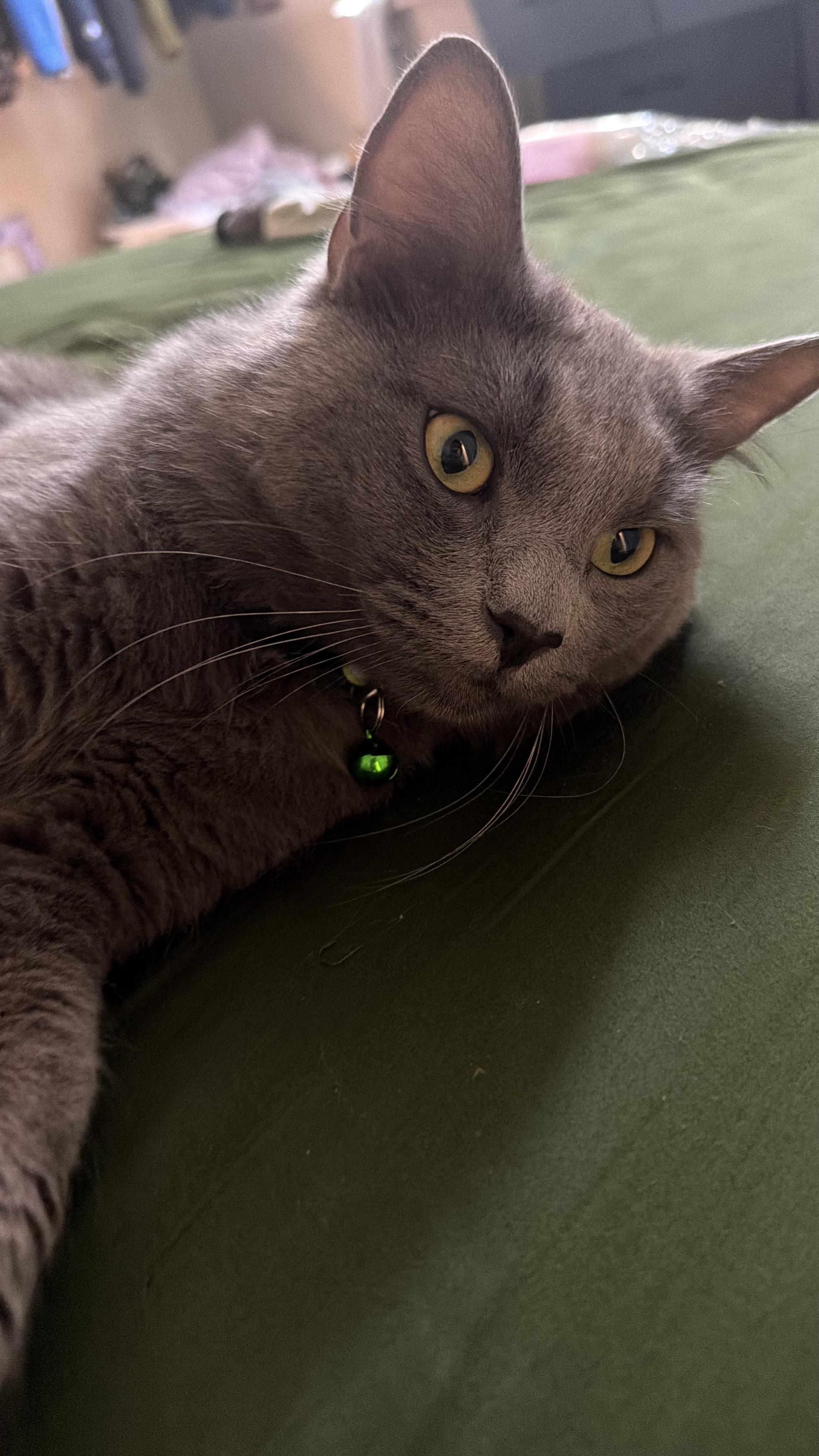 Enlarge Pesto, an adopted Nebelung in San Diego, CA image 5/6