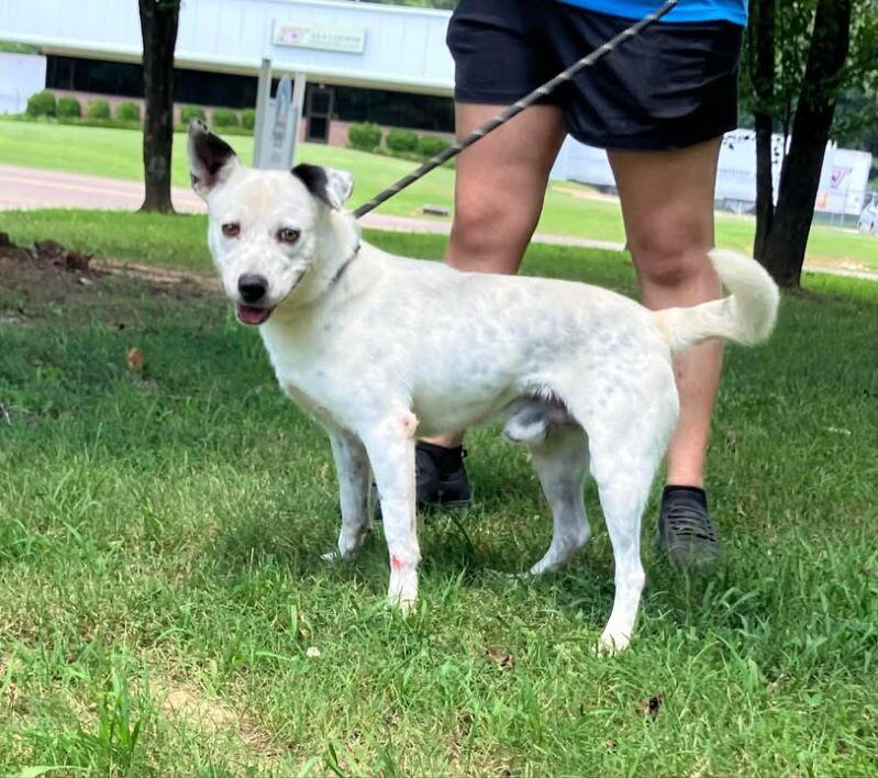 Reggie, a Adoptable Mixed Breed in Jackson, TN image 1/2