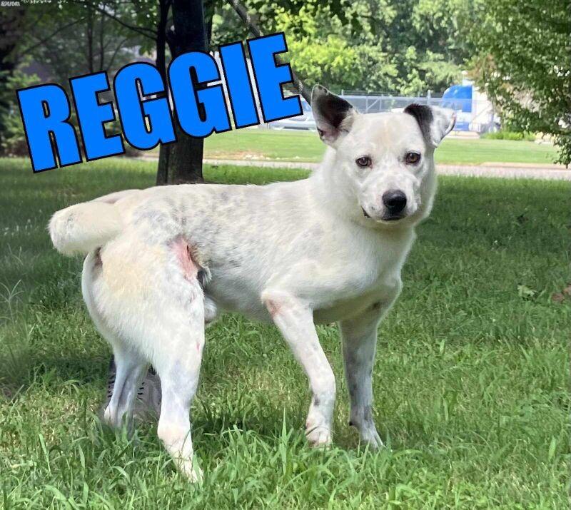 Reggie, a Adoptable Mixed Breed in Jackson, TN image 2/2