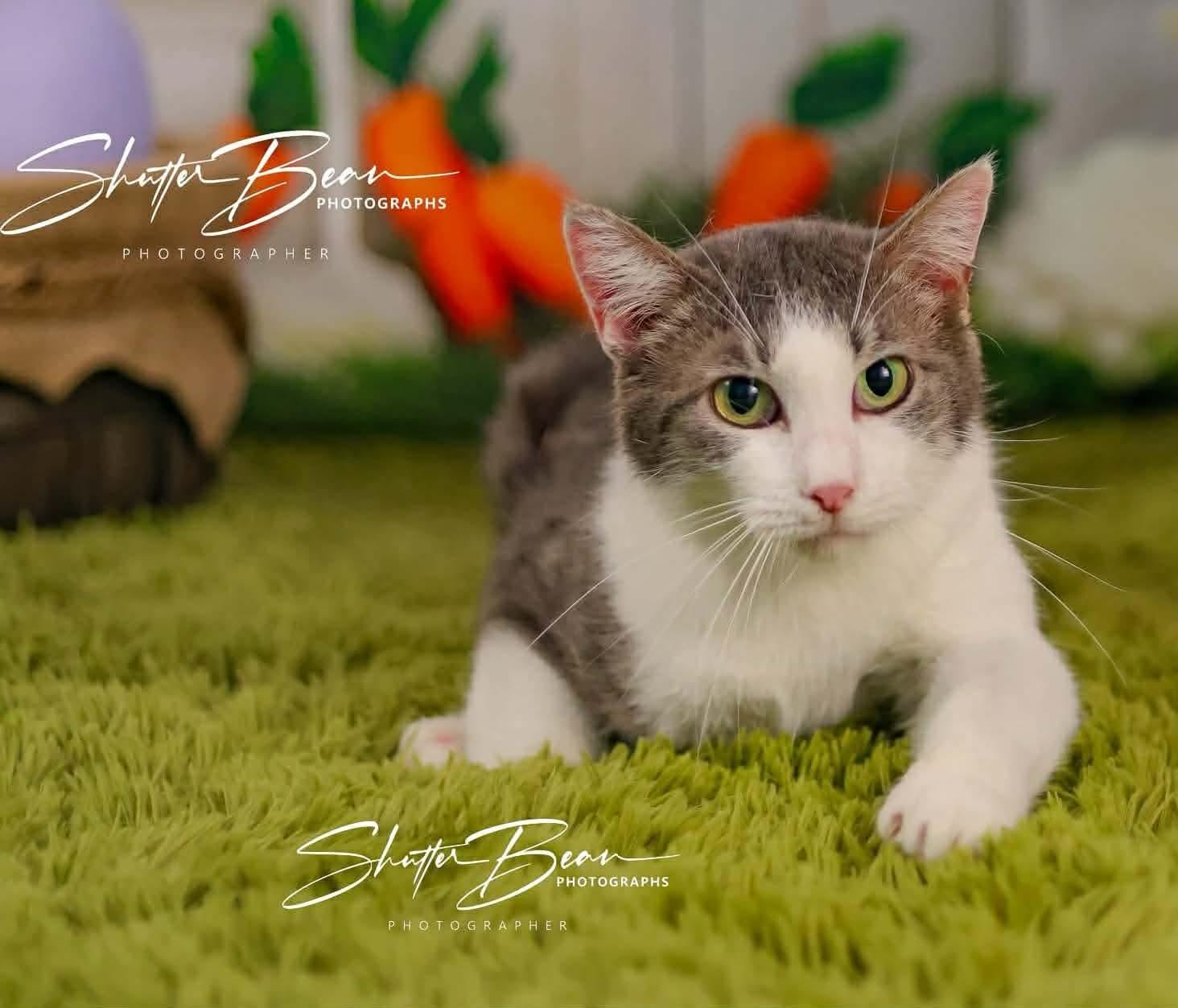 Enlarge Kirsche, a ADOPTABLE mixed breed in Greensburg, PA image 1/6