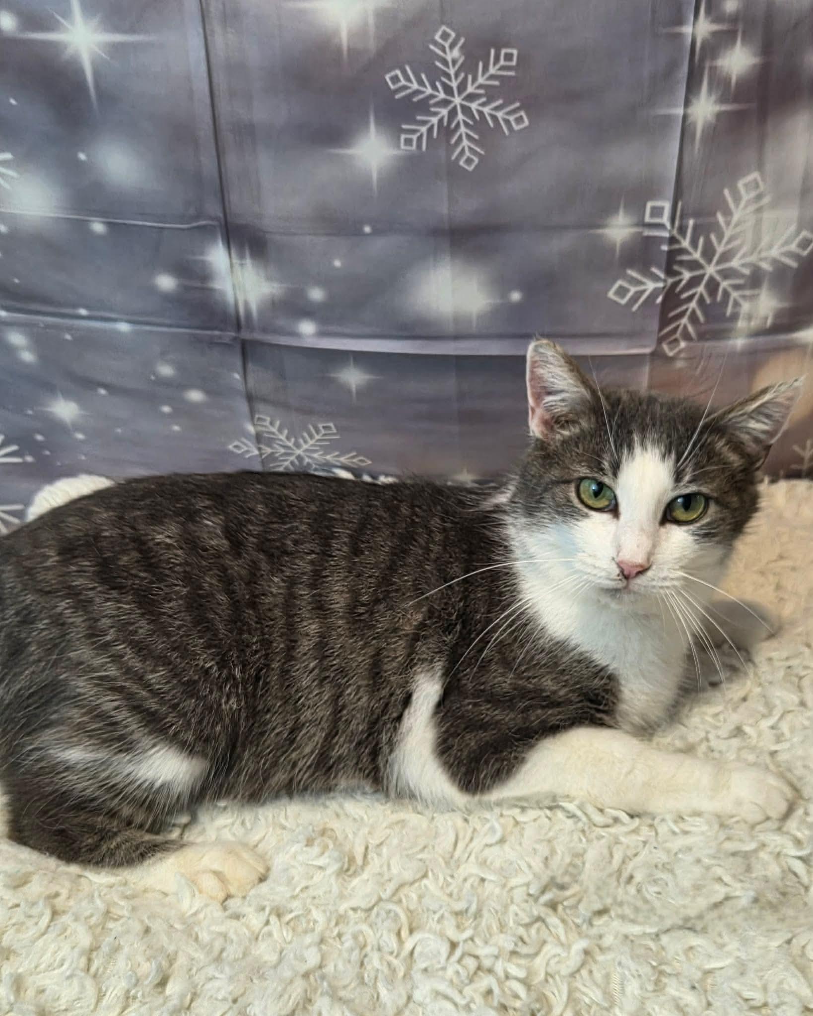 Enlarge Kirsche, a ADOPTABLE mixed breed in Greensburg, PA image 4/6