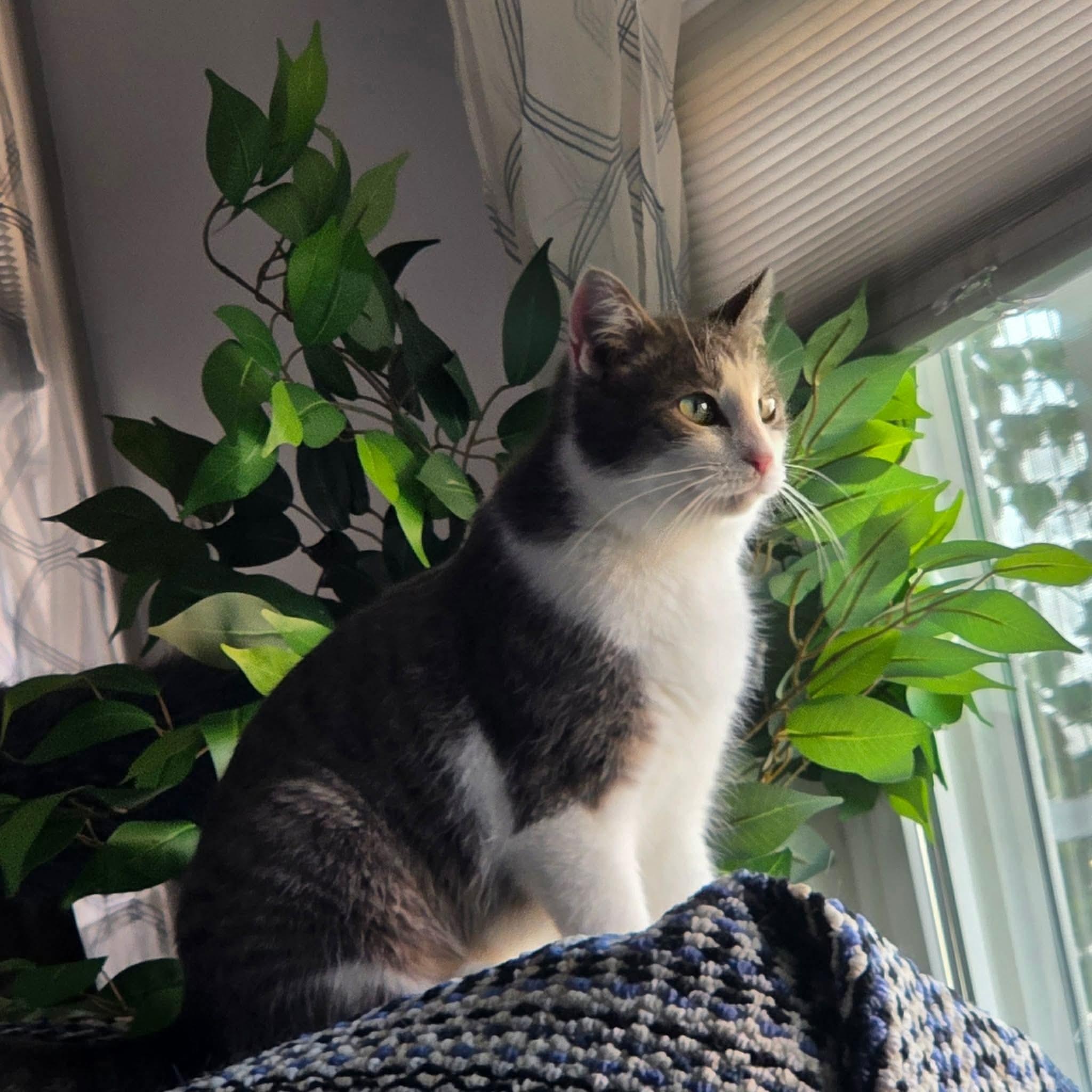 Enlarge Kirsche, a ADOPTABLE mixed breed in Greensburg, PA image 6/6